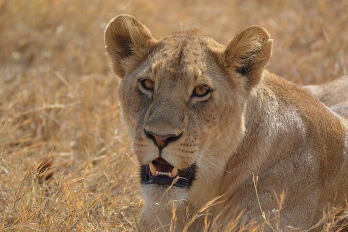 7-Day North Tanzania Classic Safari — Serengeti, Ngorongoro & Tarangire in One Week photo 3