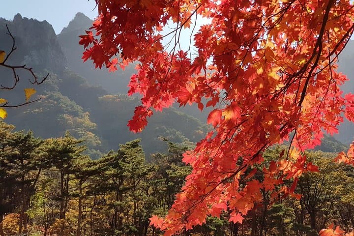 2-Day Private Tour from Seoul: Mt. Seorak, Naksansa Temple & Nami Island photo 2