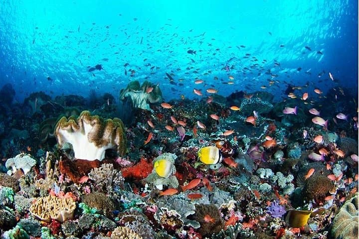Nusa Penida Snorkeling: Manta Point, Gamat Bay & Wall Point Day Trip photo 4