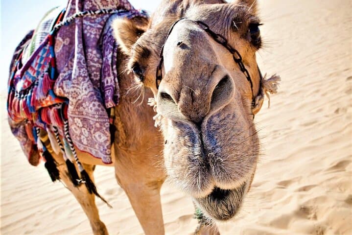 Sunset Camel Ride & BBQ by the Flamingo River in Agadir
