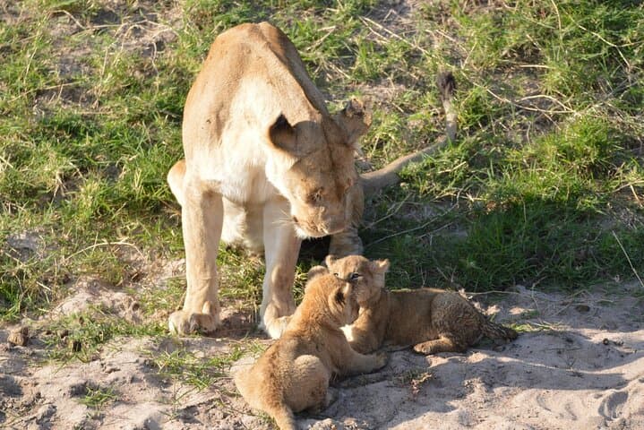 10-Day Tanzania Comfort Camping Safari: Serengeti, Ngorongoro & Tarangire photo 2