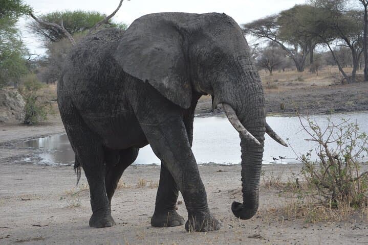 10-Day Tanzania Comfort Camping Safari: Serengeti, Ngorongoro & Tarangire photo 5