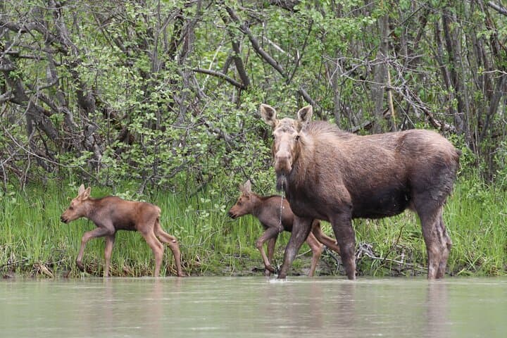 Chilkat River Jet-Boat: 20-Mile Bald Eagle & Wildlife Safari from Skagway photo 2