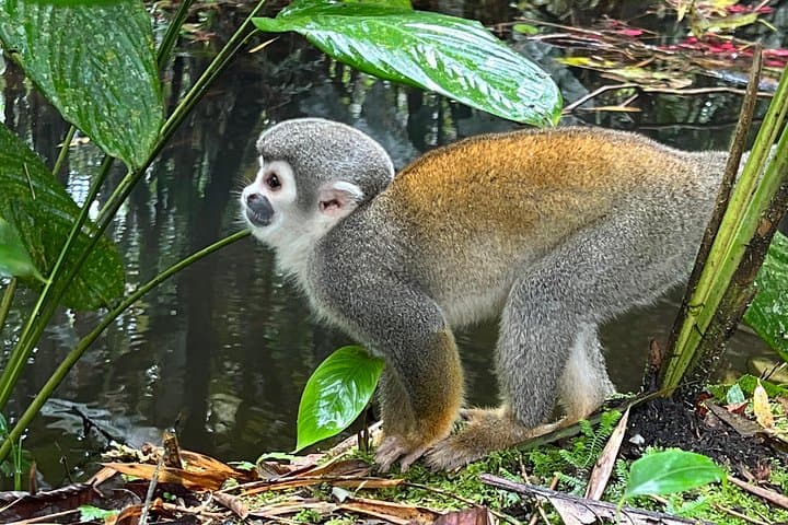 4-Day Cotopaxi, Quilotoa, Baños & Amazon — Andes to Jungle Adventure photo 2