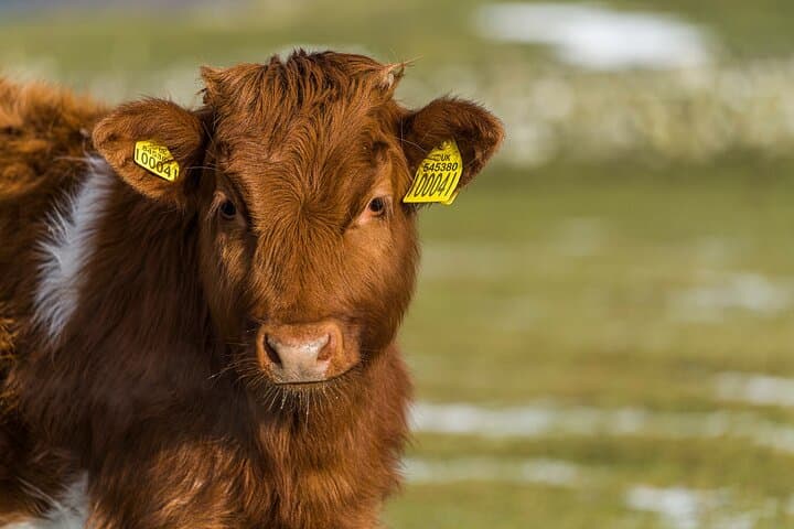 Errichel Farm Tour: Meet Highland Ponies, Rare Pigs & Bottle-Fed Lambs Near Aberfeldy