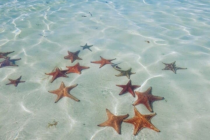 Stingray City Private Charters: Swim with Southern Stingrays & Snorkel the Barrier Reef photo 6