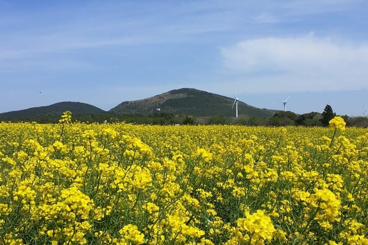 Hallasan Seongpanak Transfer: Private One-Way & Round-Trip from Jeju City photo 3