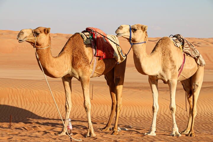 Wahiba Sands Two-Day Private Bedouin Desert Camp & Camel Safari