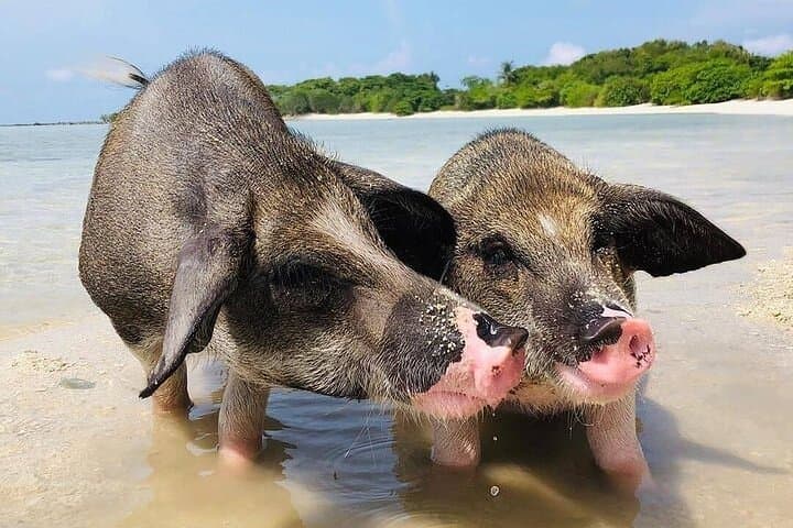 Private Longtail to Pig Island: Koh Madsum & Koh Tan Half‑Day Snorkel photo 3
