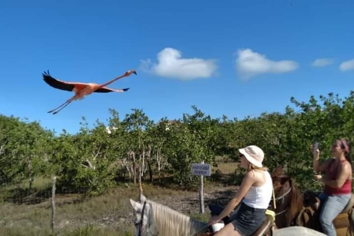 Horseback Riding on Holbox Beaches: Ride Mangroves & Caribbean Shoreline photo 5