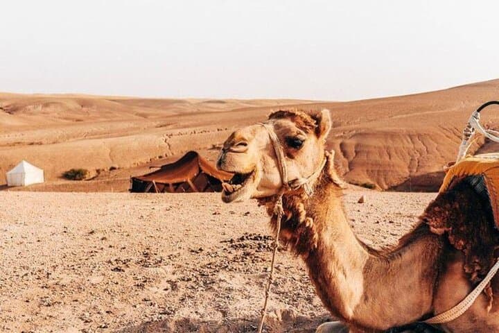 Half-Day Camel Ride in Agafay Desert from Marrakech: Private Tour with Pickup