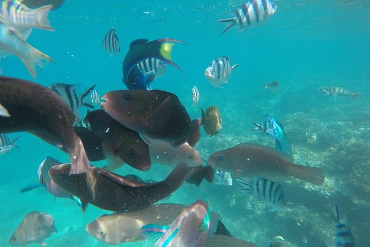 Blue Lagoon Bali Snorkeling Day Trip — Padangbai to Lempuyang & Coffee Plantation photo 3