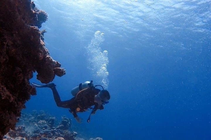 Red Sea Scuba Diving in Aqaba: Guided Dives with Hammerheads and Vibrant Reefs photo 2