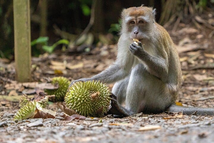 Pulau Ubin: Last Village in Singapore — 4-Hour Cycling & Walking Tour to Chek Jawa photo 6