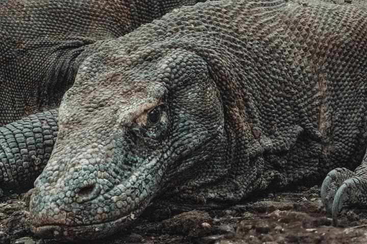 Two-Day Komodo National Park & Rinca Island Wildlife Adventure from Bali photo 2