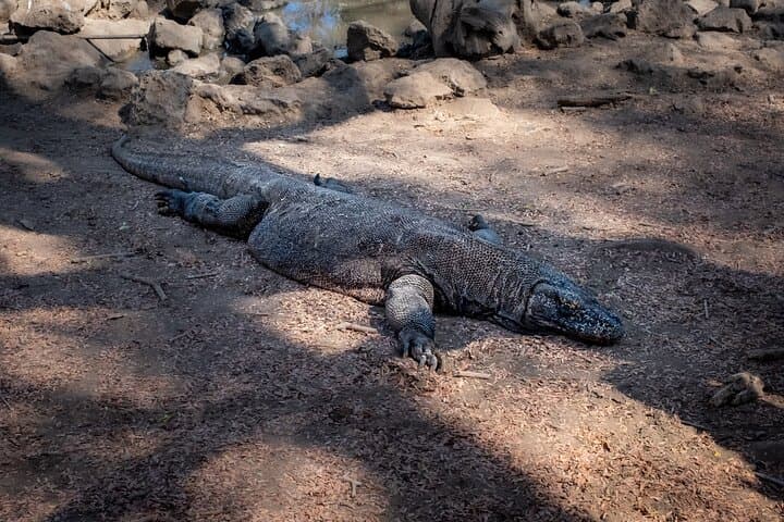 Two-Day Komodo National Park & Rinca Island Wildlife Adventure from Bali photo 1