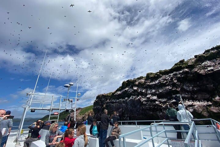 Bay Bulls Whale and Bird Cruise — 2-Hour Guided Marine Wildlife Tour from St. John's
