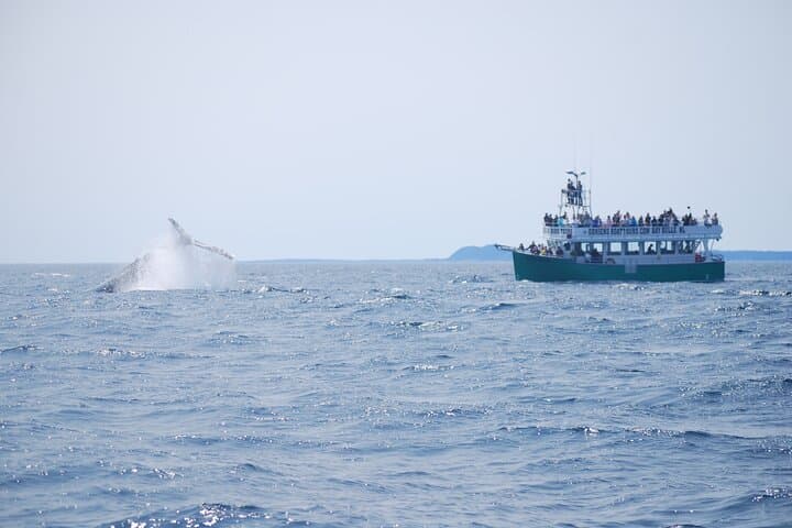 Bay Bulls Whale and Bird Cruise — 2-Hour Guided Marine Wildlife Tour from St. John's photo 2