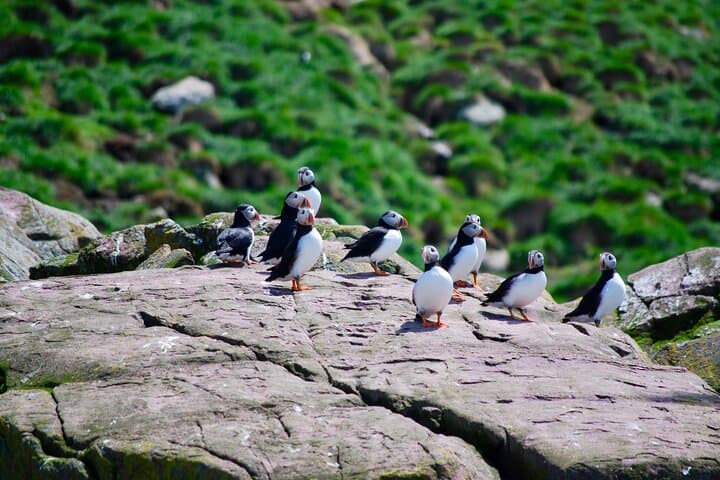 Bay Bulls Whale and Bird Cruise — 2-Hour Guided Marine Wildlife Tour from St. John's photo 3