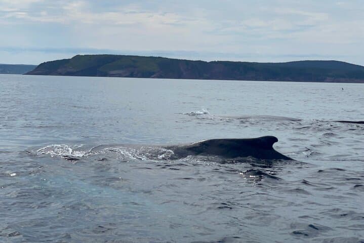 Bay Bulls Whale and Bird Cruise — 2-Hour Guided Marine Wildlife Tour from St. John's photo 4