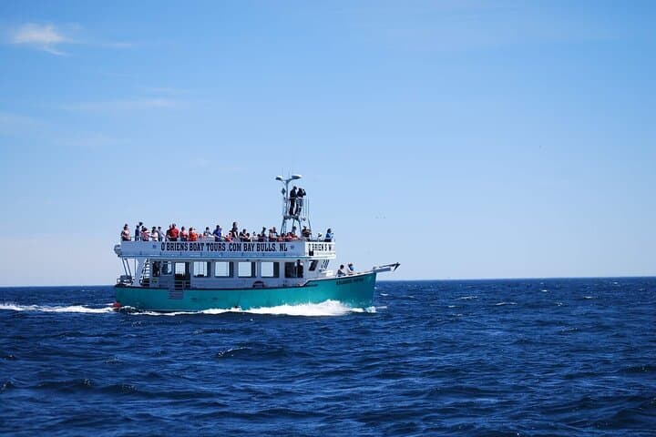Bay Bulls Whale and Bird Cruise — 2-Hour Guided Marine Wildlife Tour from St. John's photo 5