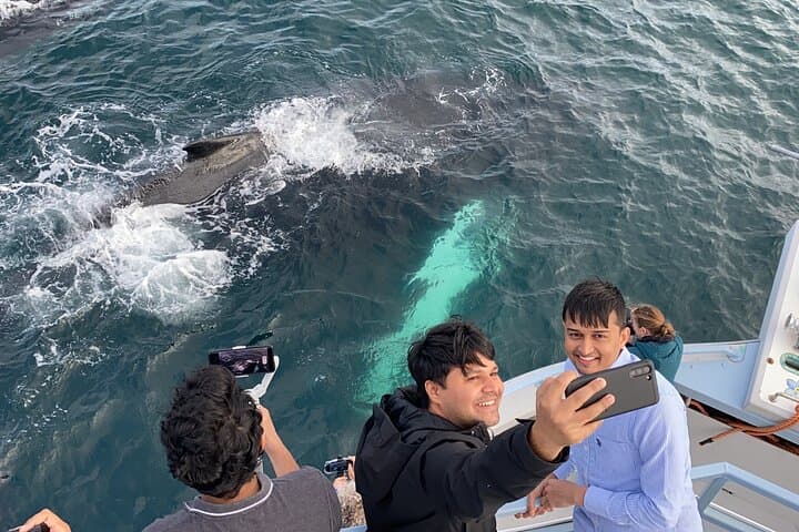Bay Bulls Whale and Bird Cruise — 2-Hour Guided Marine Wildlife Tour from St. John's photo 6