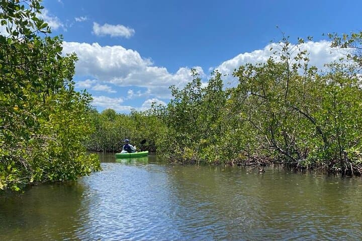 Kayak Eco Tour on Anclote River: Mangroves & Tarpon Springs Sponge Docks photo 4