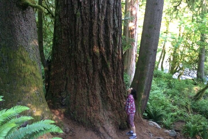 Guided Forest Hike to Twin Falls and Snoqualmie Falls from Seattle photo 2