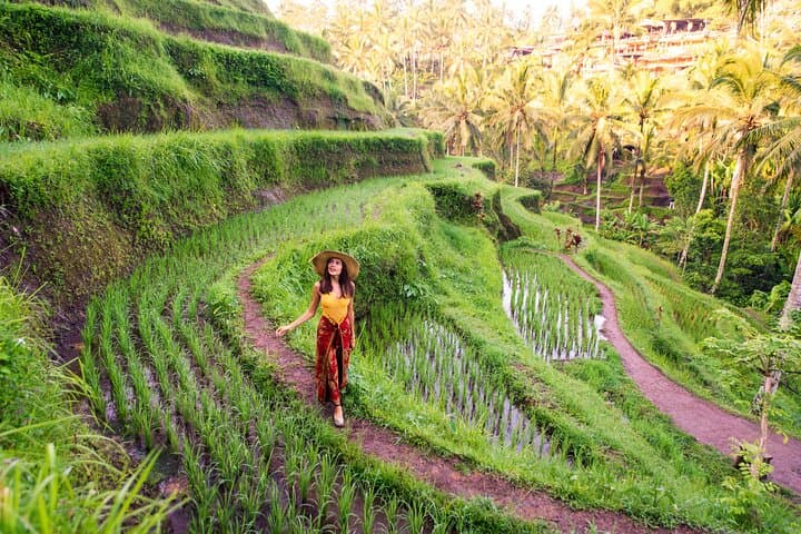 Best of Ubud Private Day Tour — Rice Terraces, Monkey Forest & Holy Springs photo 6