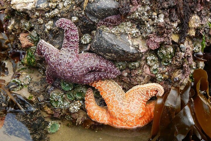 Day Trip to the Oregon Coast from Portland — Haystack Rock, Ecola & Cannon Beach photo 5