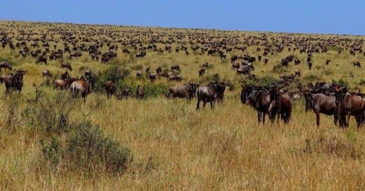 8-Day Tanzania Family Safari: Tarangire, Serengeti & Ngorongoro Crater photo 3
