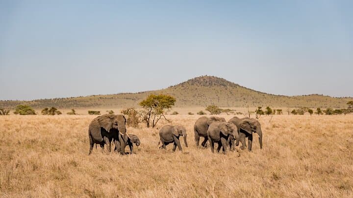 8-Day Tanzania Family Safari: Tarangire, Serengeti & Ngorongoro Crater