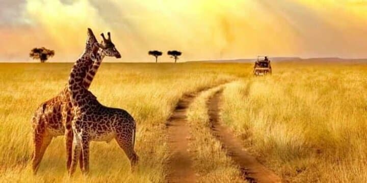 8-Day Tanzania Family Safari: Tarangire, Serengeti & Ngorongoro Crater photo 2
