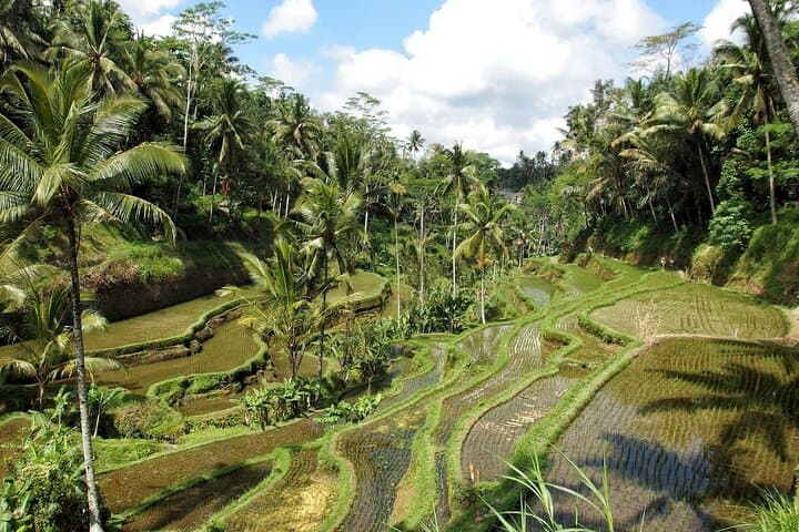 Private Ubud Walking Tour: Two-Hour Cultural Walk Through Temples and Art photo 6