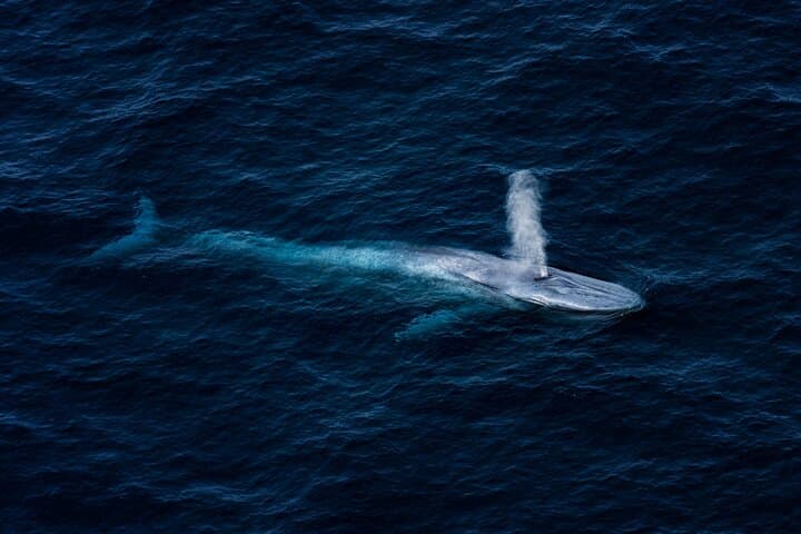 Kaikōura Helicopter Whale Watching — 2-Hour Ultimate Marine Sanctuary Flight photo 4