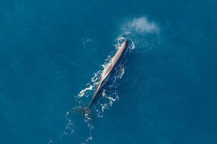 Helicopter Whale Watching in Kaikōura: Marine Biologist Tour & Crayfish Lunch photo 1