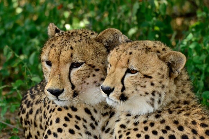 Full-Day Hluhluwe Safari & Emdoneni Wild Cat Encounter from Durban photo 3