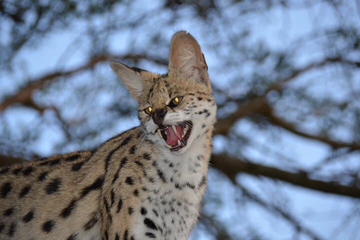 Full-Day Hluhluwe Safari & Emdoneni Wild Cat Encounter from Durban photo 4