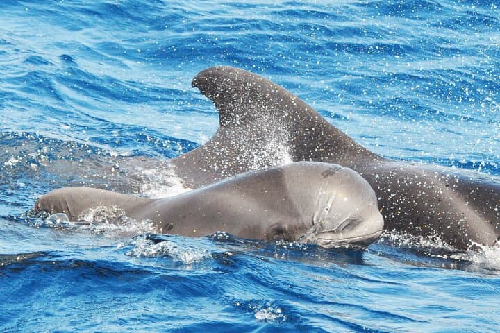 Morro Jable Dolphin & Whale Watching Cruise — 2-Hour Jandía Bay Swim & Drinks photo 5