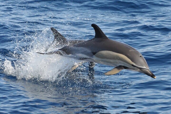 Morro Jable Dolphin & Whale Watching Cruise — 2-Hour Jandía Bay Swim & Drinks photo 3