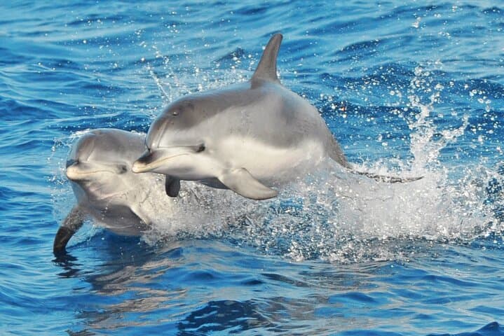 Morro Jable Dolphin & Whale Watching Cruise — 2-Hour Jandía Bay Swim & Drinks