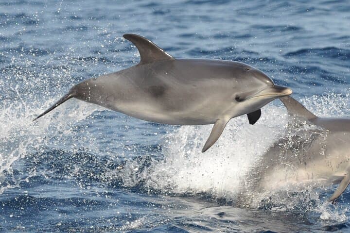 Morro Jable Dolphin & Whale Watching Cruise — 2-Hour Jandía Bay Swim & Drinks photo 6
