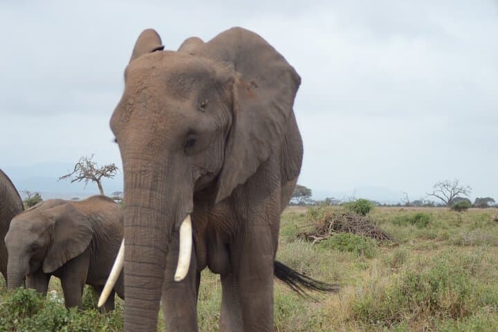 Two-Day Safari from Diani: Tsavo East & Taita Hills Wildlife Weekend photo 2