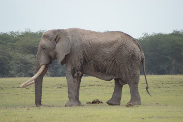 Two-Day Safari from Diani: Tsavo East & Taita Hills Wildlife Weekend photo 3