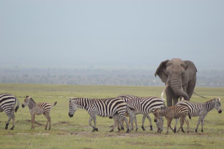 Two-Day Safari from Diani: Tsavo East & Taita Hills Wildlife Weekend photo 4