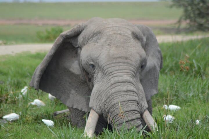 Two-Day Safari from Diani: Tsavo East & Taita Hills Wildlife Weekend