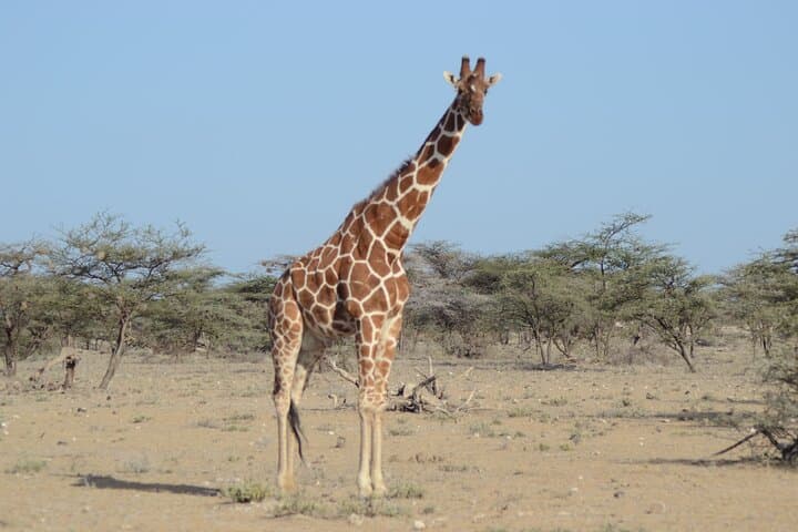 3-Day Amboseli & Tsavo Safari from Diani Beach — Big Cats, Elephants & Kilimanjaro Views