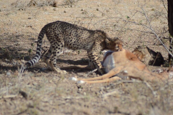 3-Day Amboseli & Tsavo Safari from Diani Beach — Big Cats, Elephants & Kilimanjaro Views photo 2