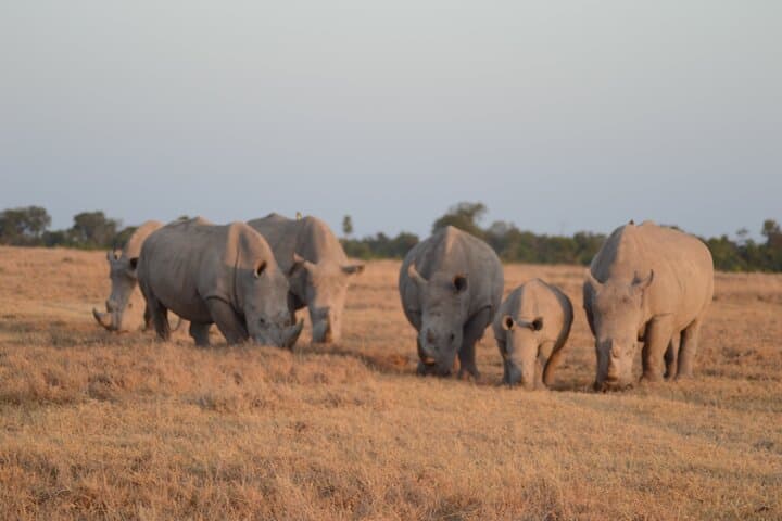 3-Day Amboseli & Tsavo Safari from Diani Beach — Big Cats, Elephants & Kilimanjaro Views photo 3