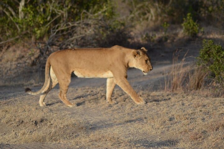 3-Day Amboseli & Tsavo Safari from Diani Beach — Big Cats, Elephants & Kilimanjaro Views photo 4